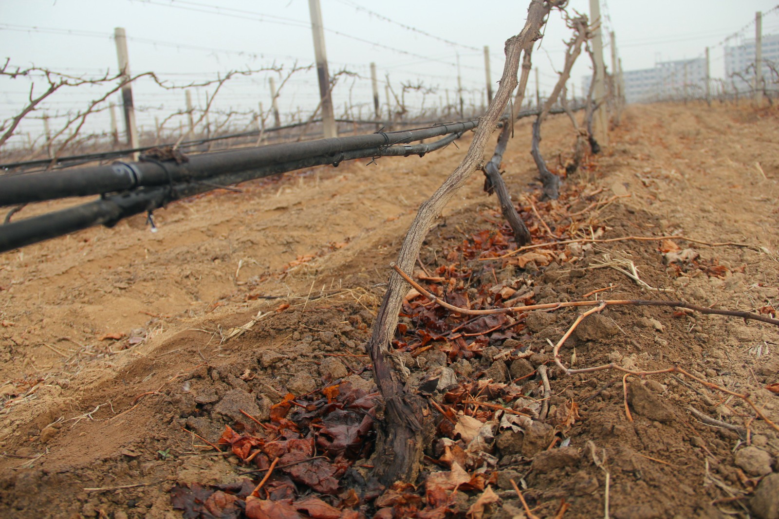 15518395641142.jpg 5.jpg