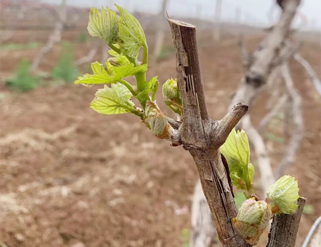 16193100183132.jpg 640.webp.jpg