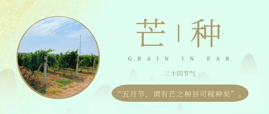 芒種 ▎風(fēng)吹葡園浪，蟬鳴夏始忙