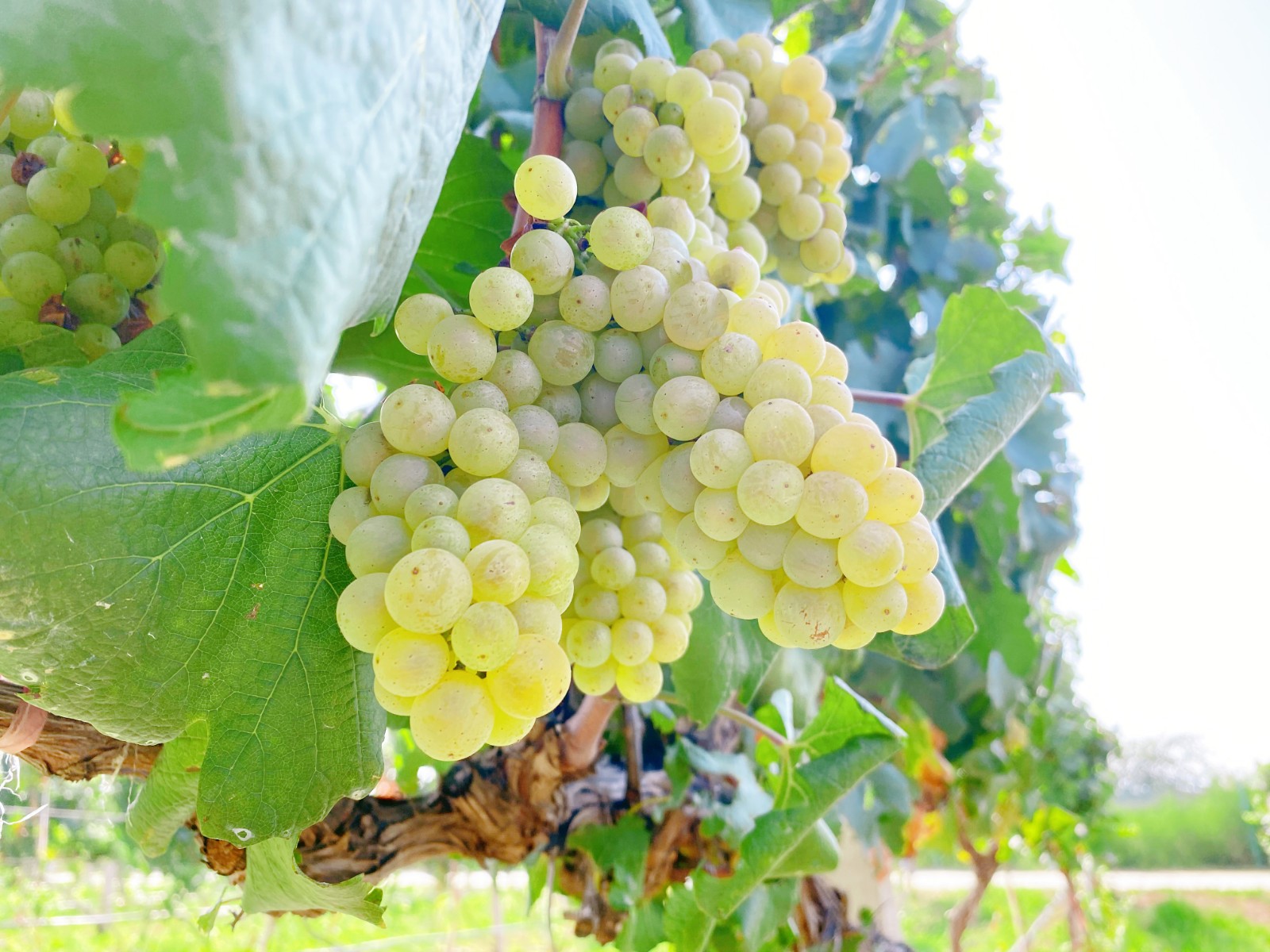 16296792576722.jpg 微信圖片_20210822090709.jpg