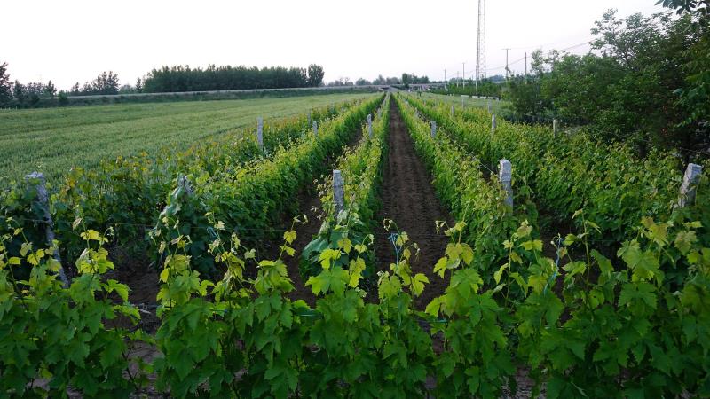 釀酒葡萄的堅(jiān)強(qiáng)，從根系開始~